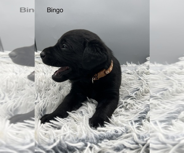 Medium Photo #5 Labrador Retriever Puppy For Sale in FREDERICKSBG, OH, USA