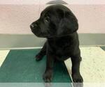 Small Photo #16 Labrador Retriever Puppy For Sale in WILSONVILLE, OR, USA