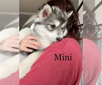 Small Photo #11 Siberian Husky Puppy For Sale in TRIMBLE, MO, USA