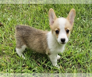 Pembroke Welsh Corgi Puppy for sale in CLARK, MO, USA