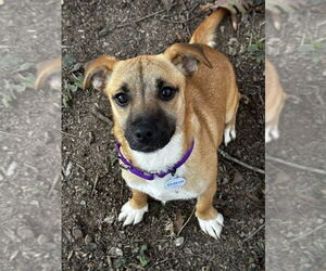 Mutt Dogs for adoption in Boston, MA, USA