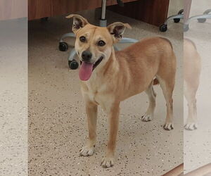 Rat Terrier-Unknown Mix Dogs for adoption in York, SC, USA
