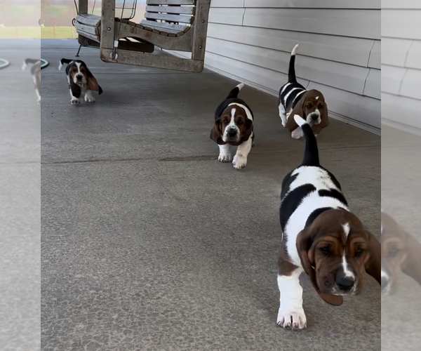 Medium Photo #1 Basset Hound Puppy For Sale in KIRKSVILLE, MO, USA