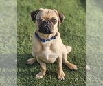 Small Photo #1 Pug Puppy For Sale in Lake elsinore, CA, USA