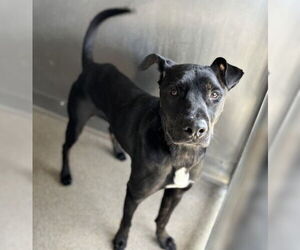 Mutt Dogs for adoption in San Bernardino, CA, USA