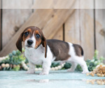 Small #2 Dachshund