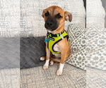 Small #3 Chihuahua Mix