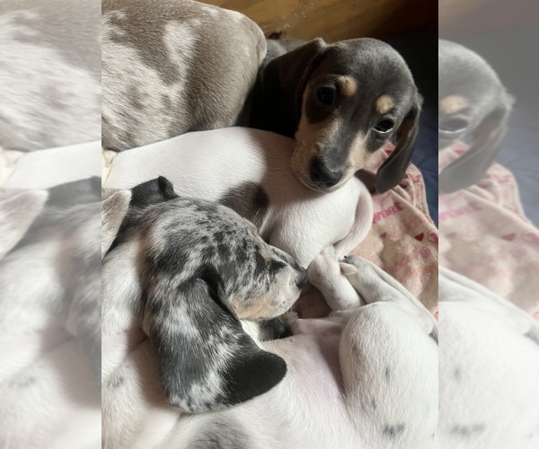 Medium Photo #15 Dachshund Puppy For Sale in LAKEBAY, WA, USA