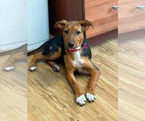 Mutt Dogs for adoption in Mount Laurel, NJ, USA