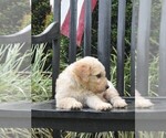 Small Photo #2 Goldendoodle Puppy For Sale in BERLIN, NJ, USA
