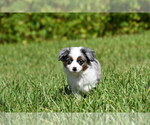 Small #5 Miniature Australian Shepherd