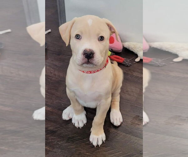 Medium Photo #1 Labrenees Puppy For Sale in Des Moines, IA, USA