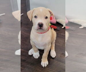 Labrenees Dogs for adoption in Des Moines, IA, USA