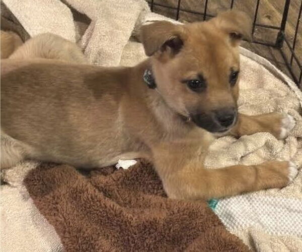 Medium Photo #5 Shepradors Puppy For Sale in Princeton, MN, USA