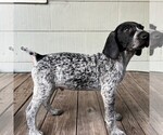 Small Photo #2 German Shorthaired Pointer Puppy For Sale in HOUSTON, TX, USA