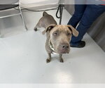 Small American Pit Bull Terrier