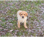 Small #12 Labrador Retriever