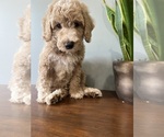 Puppy 2 Goldendoodle (Miniature)