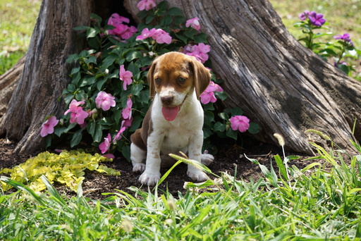 Medium Photo #1 Beagle Puppy For Sale in FREDERICKSBURG, OH, USA