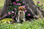Small Photo #1 Beagle Puppy For Sale in FREDERICKSBURG, OH, USA