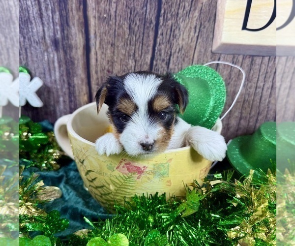 Medium Photo #11 Morkie Puppy For Sale in CASSVILLE, MO, USA
