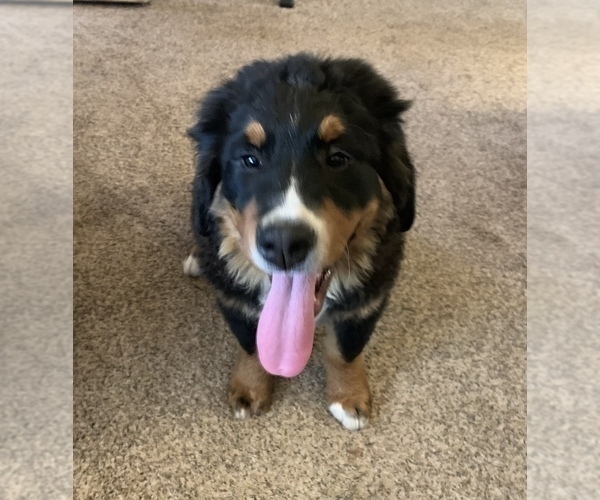 Medium Photo #3 Bernese Mountain Dog Puppy For Sale in ENON, OH, USA