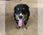 Small Photo #3 Bernese Mountain Dog Puppy For Sale in ENON, OH, USA