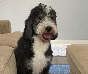 Bernedoodle Puppy for sale in COLUMBUS, OH, USA