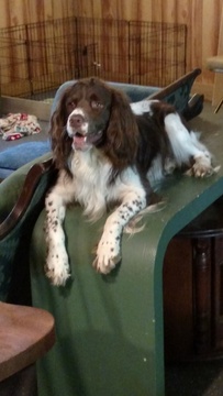 Medium Photo #1 English Springer Spaniel Puppy For Sale in LOWMANSVILLE, KY, USA