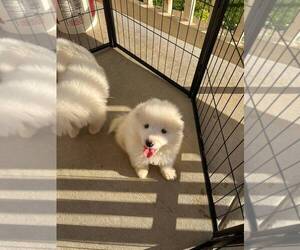 Samoyed Puppy for sale in WESTWOOD, CA, USA