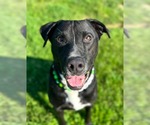 Small #6 Labrador Retriever Mix