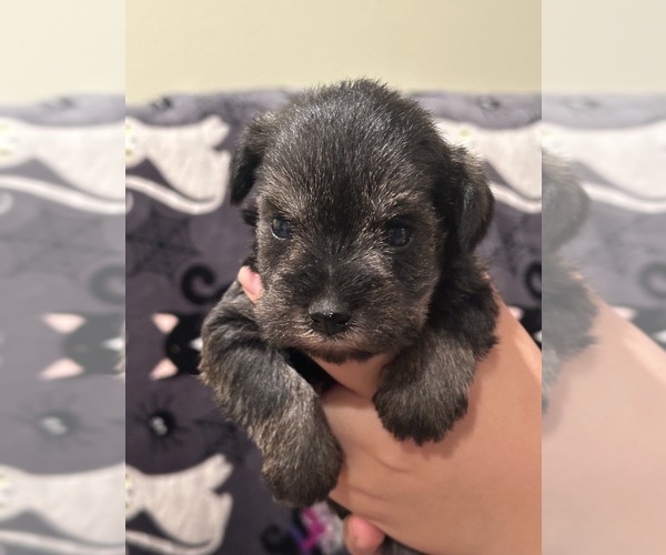 Medium Photo #4 Schnauzer (Miniature) Puppy For Sale in JEFFERSON, OR, USA