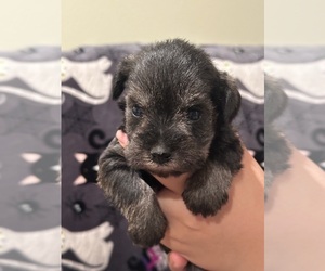 Medium Schnauzer (Miniature)