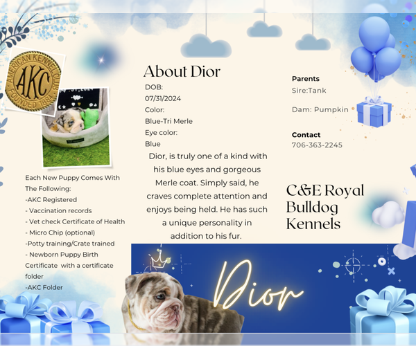 Medium Photo #14 English Bulldog Puppy For Sale in ATHENS, GA, USA