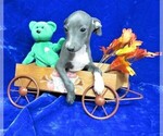 Small Photo #2 Italian Greyhound Puppy For Sale in NORWOOD, MO, USA