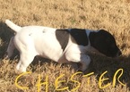 Small Photo #4 German Shorthaired Pointer Puppy For Sale in SAN ANTONIO, TX, USA