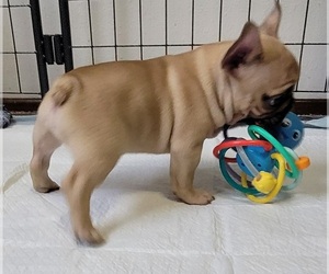 French Bulldog Puppy for sale in SPRINGFIELD, OR, USA