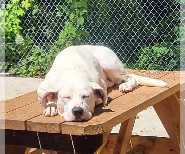 Medium Photo #2 Boxer-Unknown Mix Puppy For Sale in Germantown, OH, USA