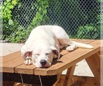 Small #1 Boxer Mix