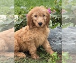 Small #2 Goldendoodle