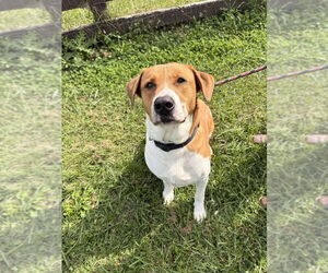 Medium Labrador Retriever
