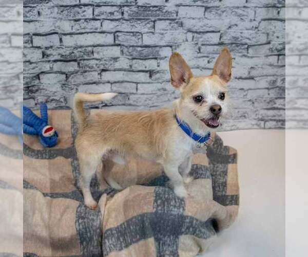 Medium Photo #4 Mutt Puppy For Sale in Kennesaw, GA, USA