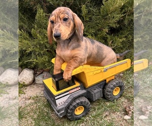 Dachshund Puppy for sale in MIDDLEBURY, IN, USA