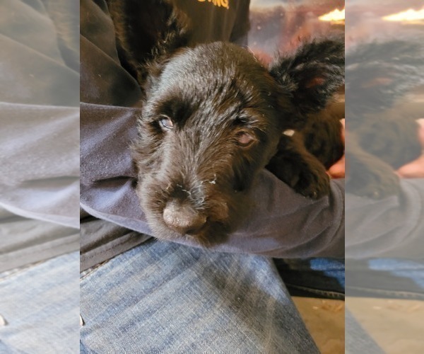 Medium Photo #3 Scottish Terrier Puppy For Sale in NEOSHO, MO, USA