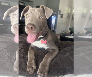 American Pit Bull Terrier-American Staffordshire Terrier Mix Dogs for adoption in Phoenix, AZ, USA