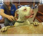 Small Staffordshire Bull Terrier