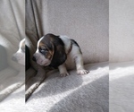 Small Photo #12 Basset Hound Puppy For Sale in PETERSBURG, IN, USA