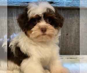 Morkie-Yorkshire Terrier Mix Puppy for sale in OTTAWA, KS, USA