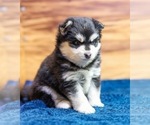 Small #3 Pomsky