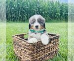Small #3 Bernedoodle (Miniature)
